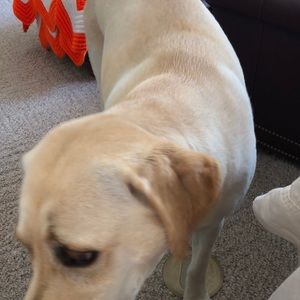 Meet your Posher, Lori